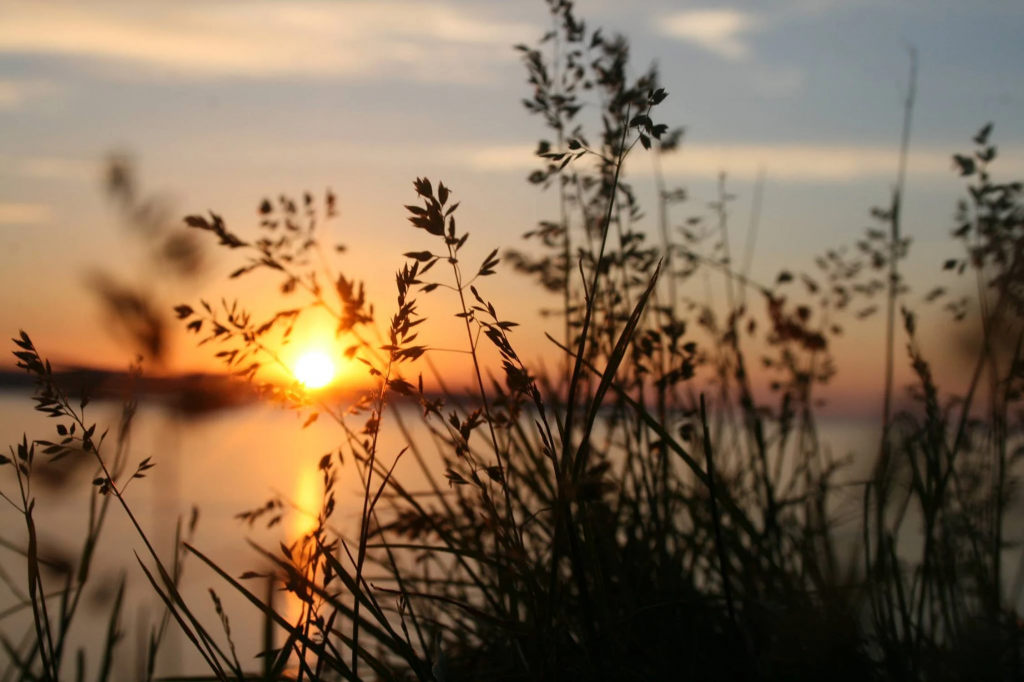 sundowning-phänomen bei Demenz, auf dem Bild ist ein Sonnenuntergang und Gräser vor einem See zu sehen