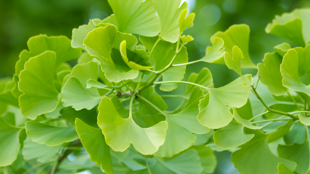 Ginkgo-Blätter an einem Baum.